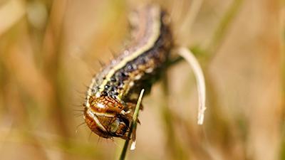 An armyworm up close on vegetation.