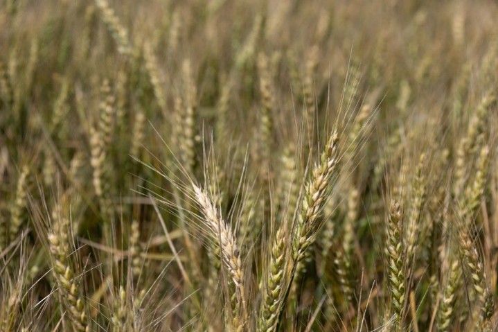 Close-up view of a wheat field with several tall, golden-brown wheat heads in sharp focus in the foreground, their fine bristles extending outward, while more stalks blend into a softly blurred background.