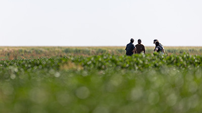 People walking through a growing field.