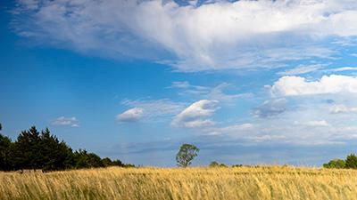 Rangeland under a bright blue sky. 