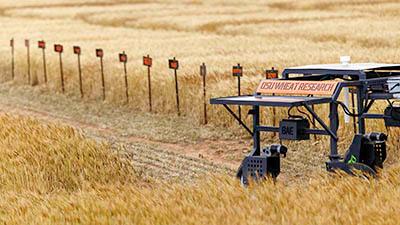 The OSU Wheat Cart sits in a field of golden wheat.