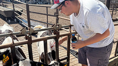 Joseph Echeverria treating calves.