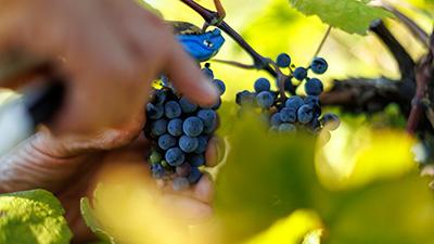 Fingers picking grapes growing on the vine.