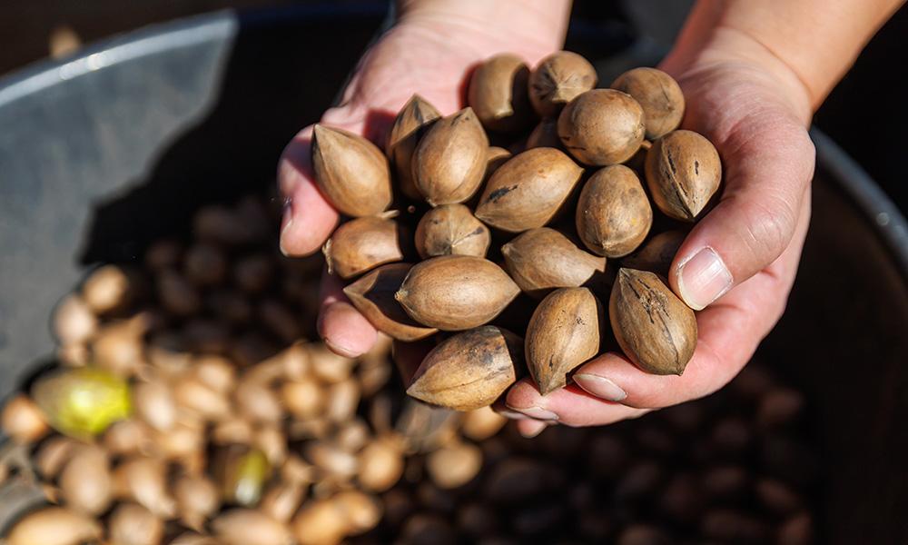Fresh-picked pecans are scooped by a pair of hands.