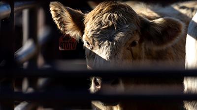 A brown cow stands looking at the camera with its face partly in shadows
