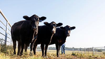 Three beef cows in a fenced pasture.