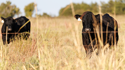 Two beef cows in a pasture.