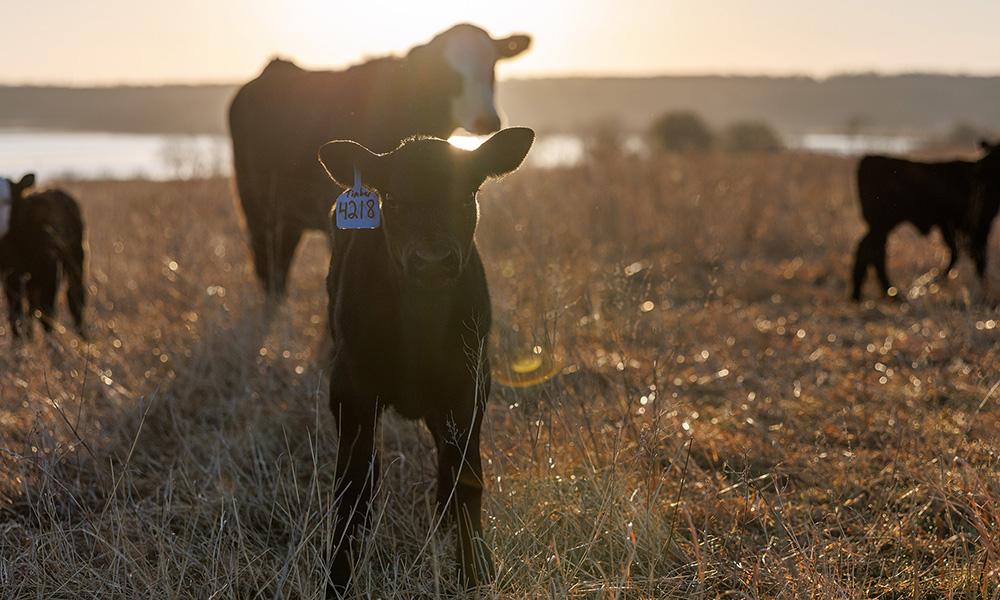 Three black claves and a Black Baldy stand in a pasture during sunrise.
