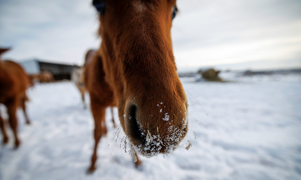 A horse with snow on its nose.