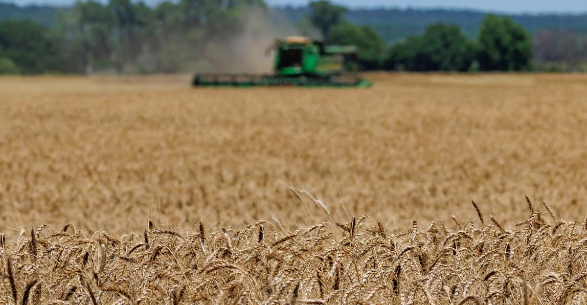 Golden wheat fills a large agricultural field, with mature grain heads in sharp focus across the foreground. In the distance, a green combine harvester appears blurred as it moves through the field, creating a cloud of dust during harvest. A line of green trees and low hills stretches across the background beneath a pale blue sky. The image highlights grain production and harvesting, emphasizing the contrast between the detailed wheat in the foreground and the softly focused farm machinery in the distance.