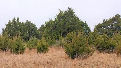 A bunch of Eastern redcedar trees stay green as the grass turns brown.