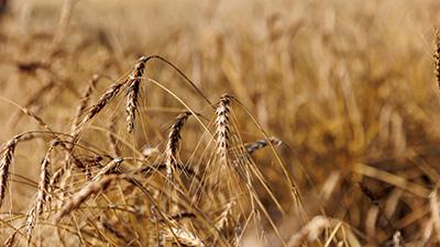 Mature growing wheat in a field.