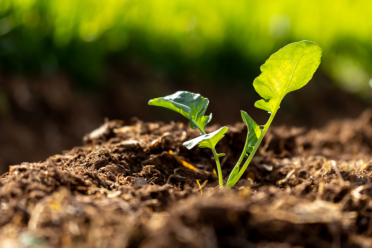 Plant growing in the ground.