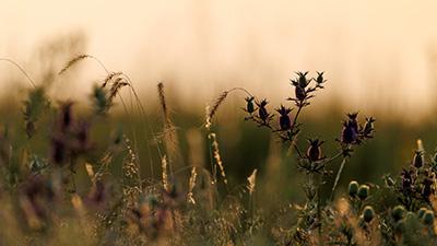 Detail shot of plants at a tallgrass prairie.