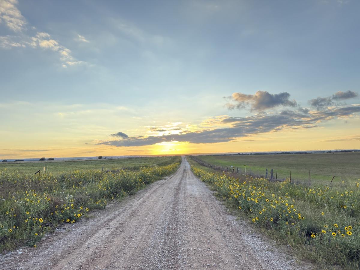 A rural gravel road stretches straight toward the horizon at sunset, bordered by fields of blooming yellow wildflowers. The sun sits low beneath scattered clouds, casting warm golden light across the Oklahoma countryside under a wide blue sky.