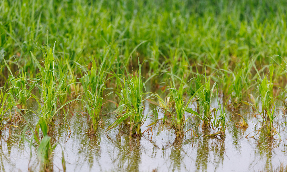 Crops in a field with water.