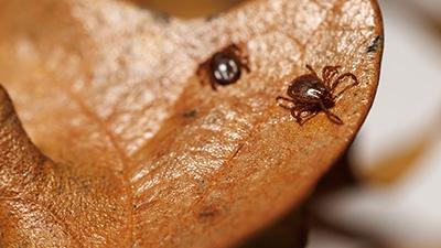 Two ticks crawl on a brown leaf.