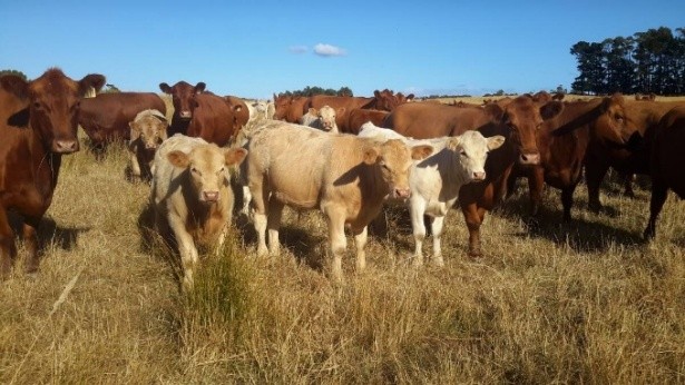 A photograph of a herd of cattle standing in a dry grassy field under a clear blue sky. The herd includes brown, white, and mixed-color cows, with trees visible in the background on the right side.