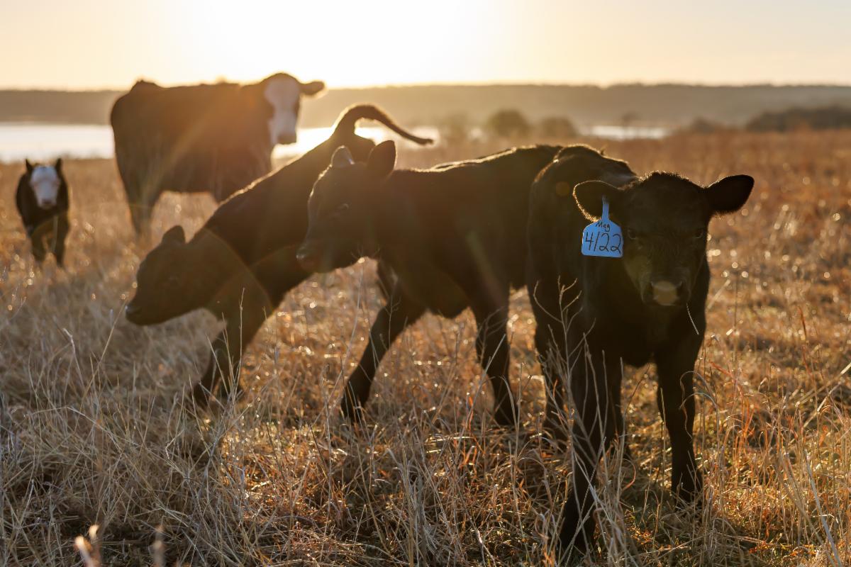 	Cows and their newborn calves graze a field at the south range at Oklahoma State University in Stillwater on Thursday, Feb. 26, 2026. (Photo by Mitchell Alcala/OSU Agriculture)