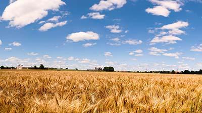 Golden mature wheat in a field.