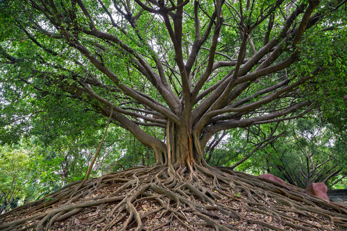 the banyan tree.
