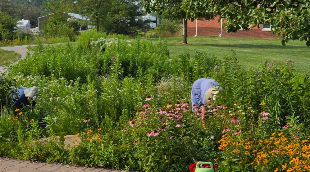 person in garden working