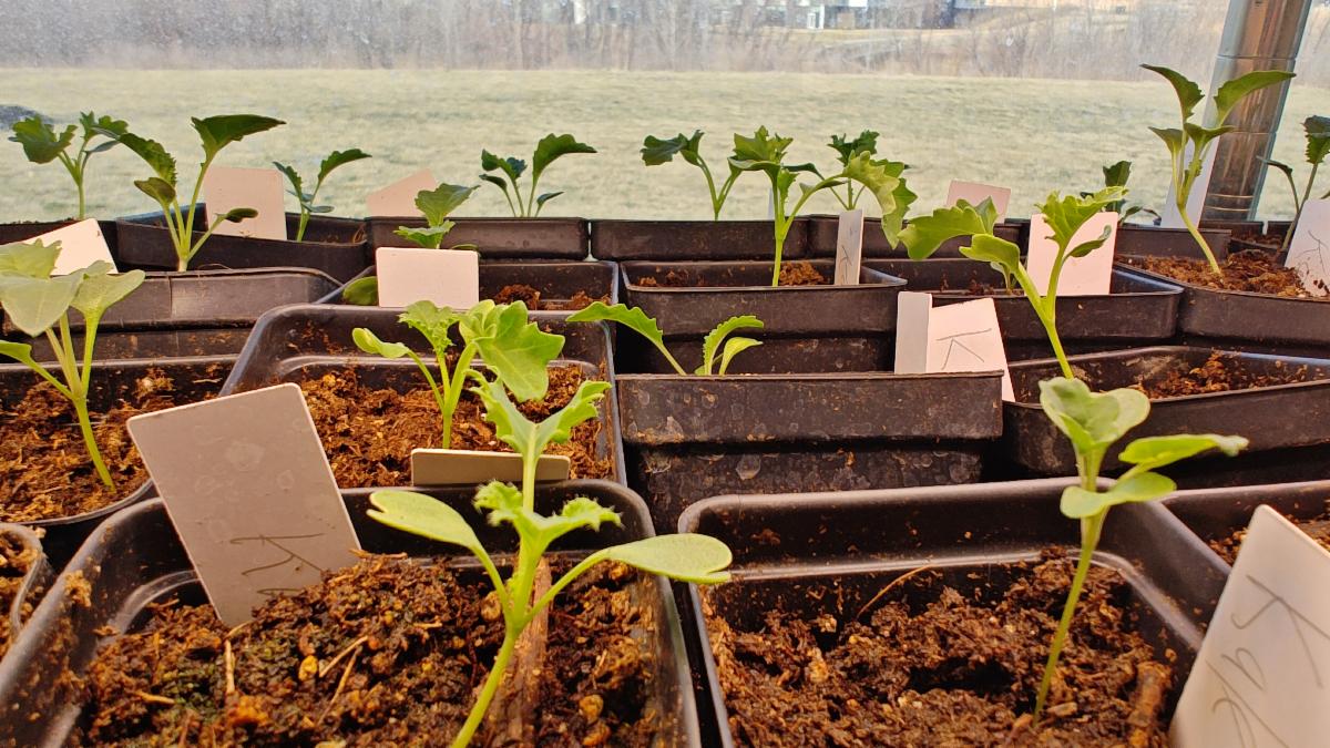 Seedlings in dirt 
