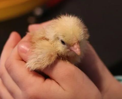 hands holding a baby chick