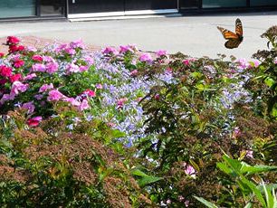 butterfly and plants