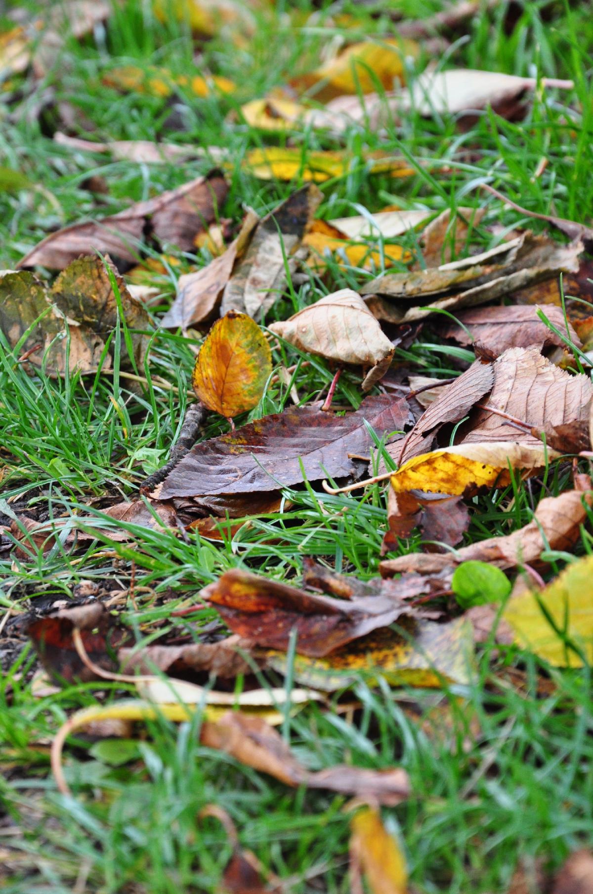 leaves sitting on the lawn