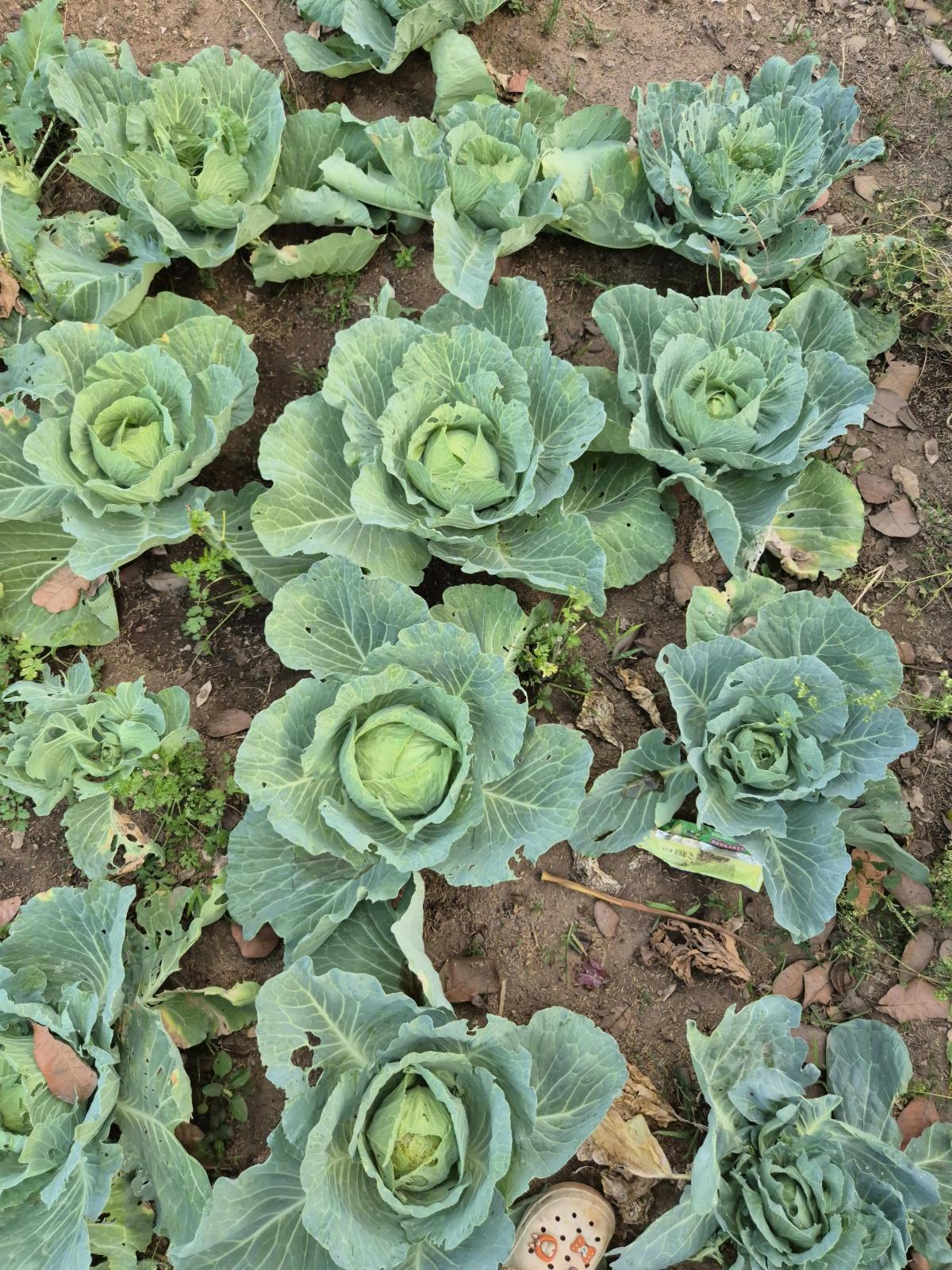 lettuce in a garden