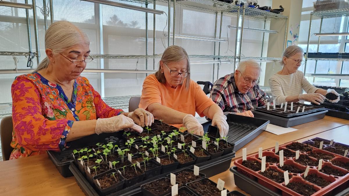 women leaning over seedlings on a tray