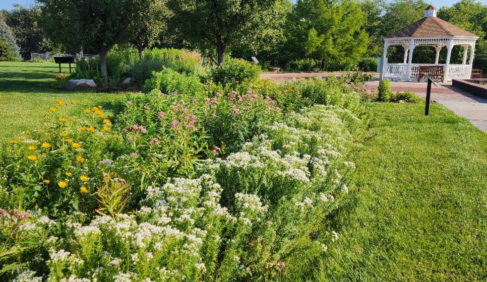 row of flowers in a garden 