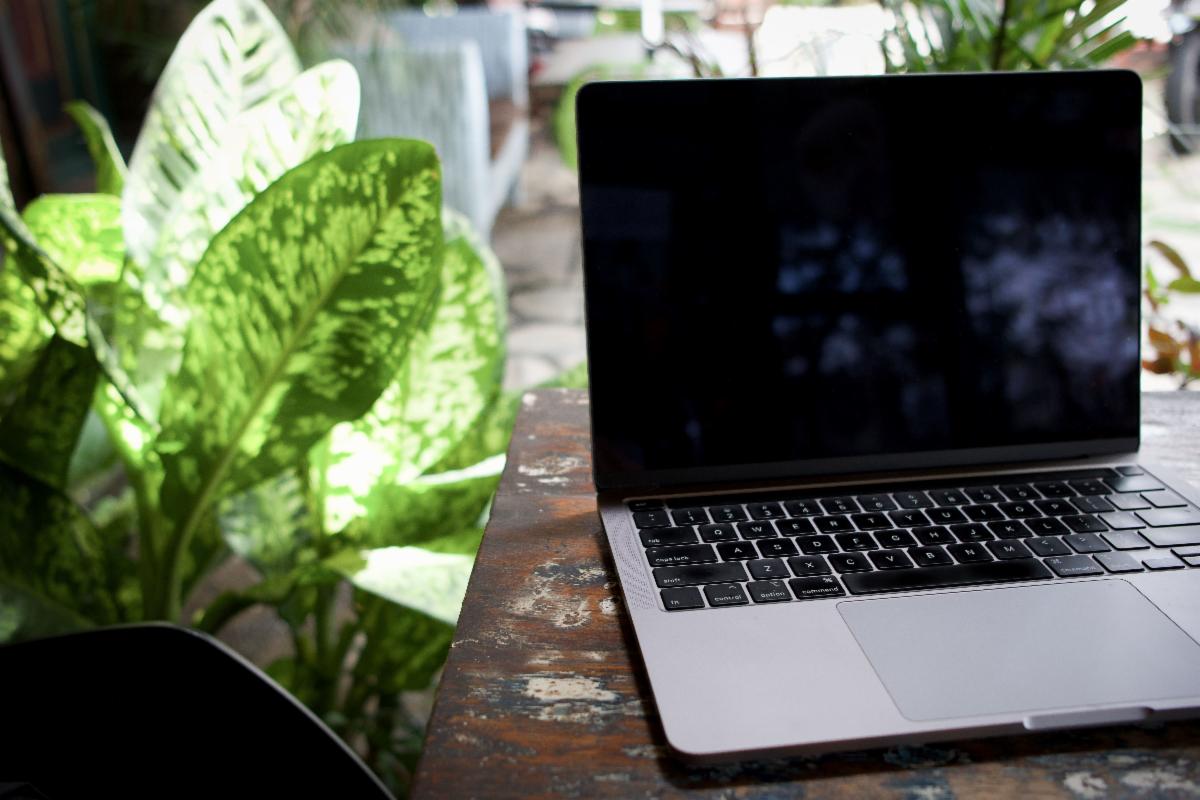 plant next to a laptop