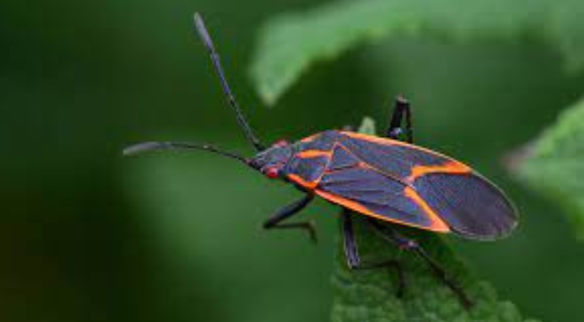 boxelder bug