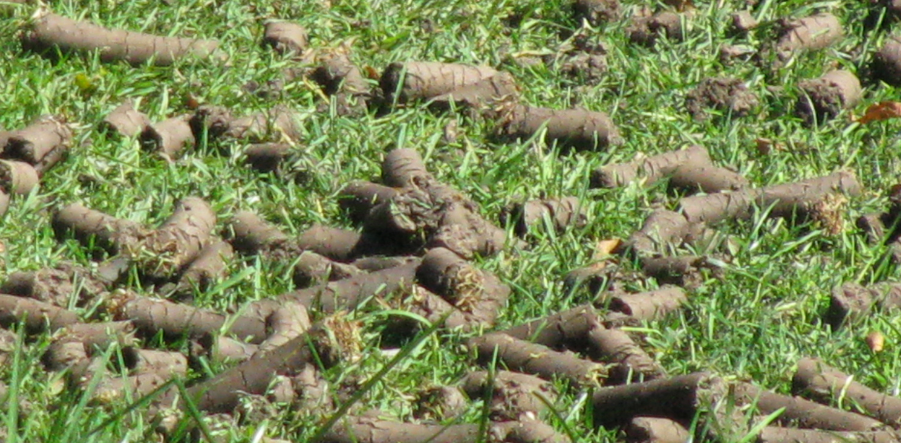 aerated lawn