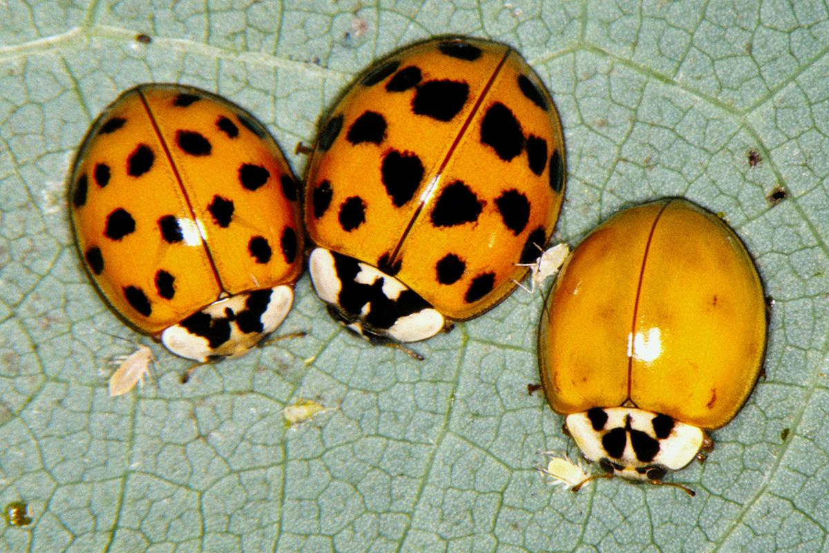three asian lady beetles on a leaf
