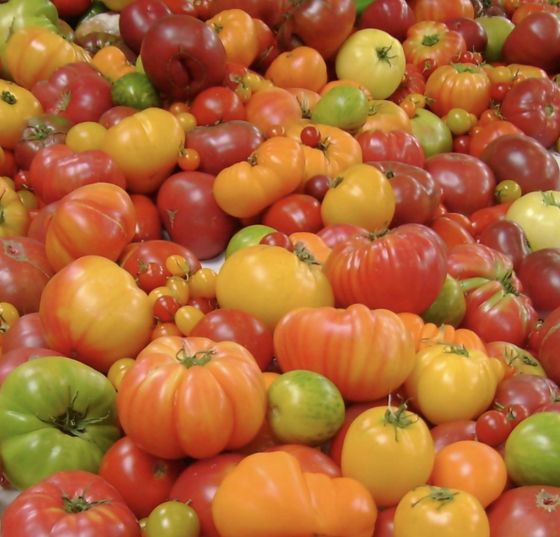 UC Master Gardeners April 15 11th Annual Tomato Fest & Sale