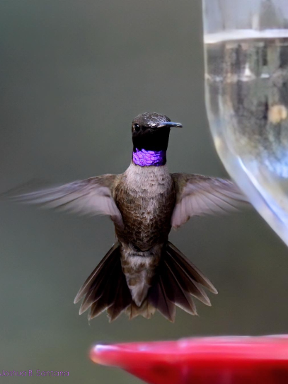 Black-chinned hummingbird captured in midflight.