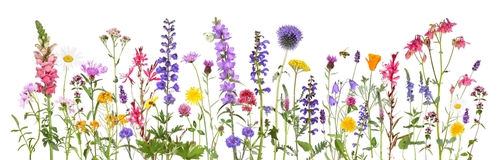 Colorful flowerbed with a wide variety of flowers