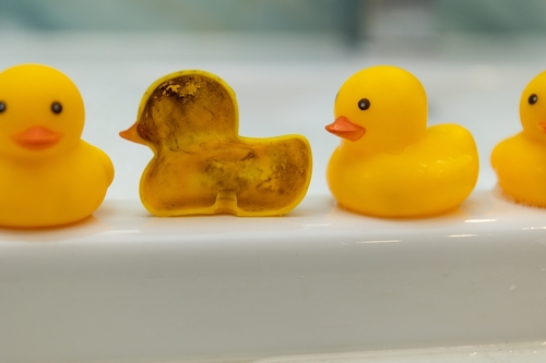 a composition of yellow rubber ducks with dirt and mold_ demonstrating the danger of bathing children and the need for hygienic treatment of toys. High quality photo