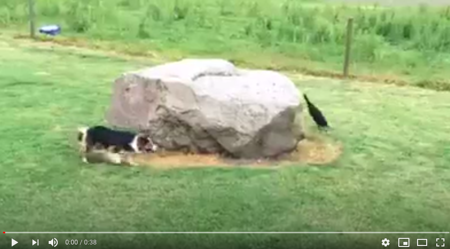 Duck chases dog video