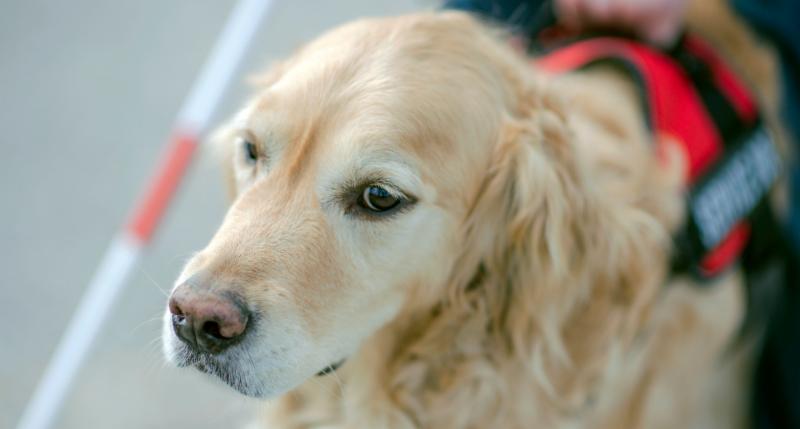 Close up of Golden Retreiver service animal guiding his handler.