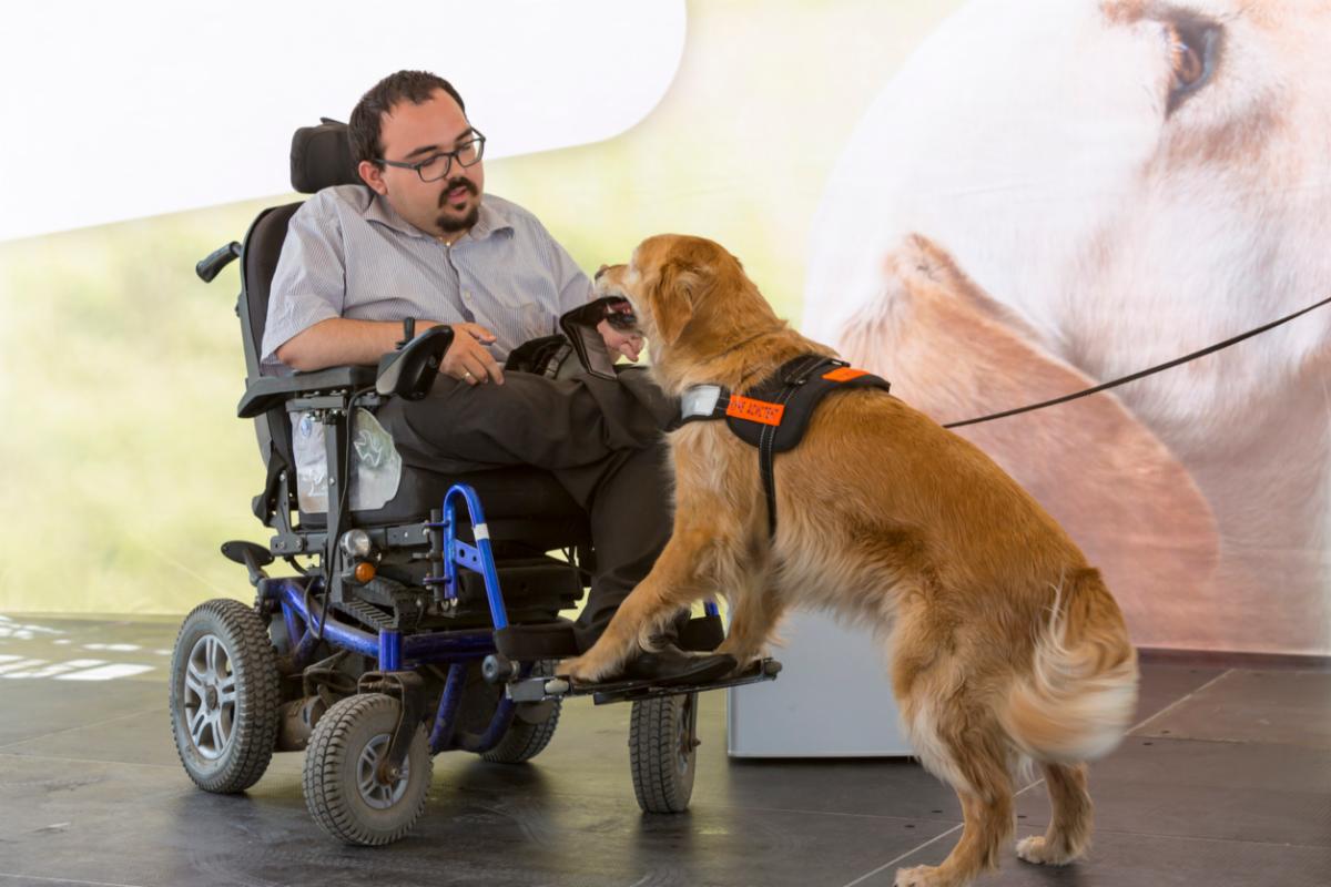 Service dog giving item to man using a power chair.