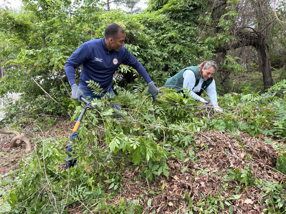 Two volunteers in gloves use clippers to remove thick vines and branches in a wooded area.