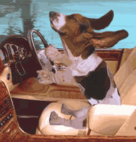 dog driving