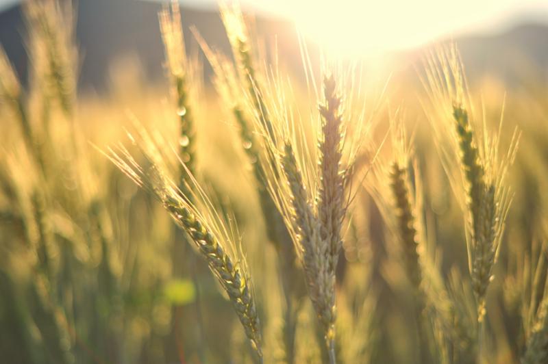 sunset_over_wheat.jpg