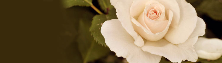 white-flower-banner.jpg