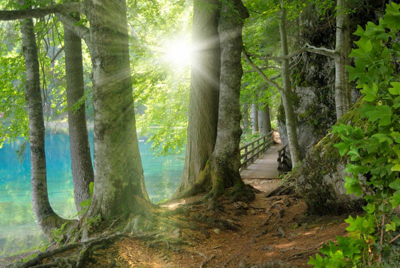 forest_landscape_tree.jpg