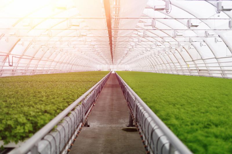 Organic greenhouse. Young plants growing in very large plant in commercial greenhouse